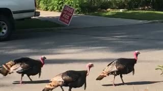 Turkey Gang Walks in Sync