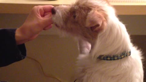 Determined puppy wants his treat!