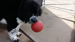 Adorable giant Landseer Newfoundland dog