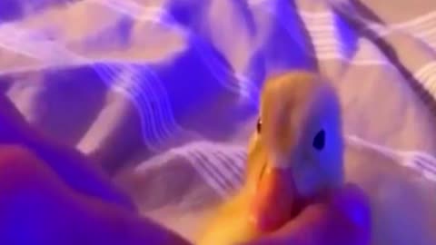 Baby Duck cute