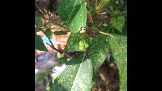 This is How a Caterpillar is Eating Leaves.