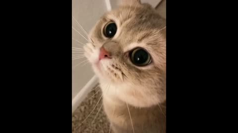 Watch This Cute Cat!!!!
