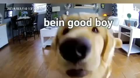 Golden Retriever Dogs Cooking Food for Pawrents: On Furbo Dog Camera