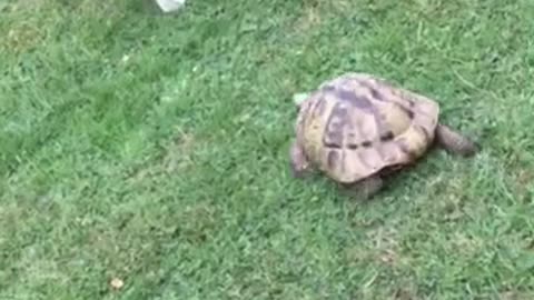 Tortoise Chases Cat Around Garden