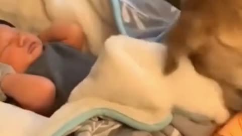 Dog Tucking Baby In