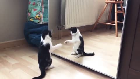 The funny video cats and mirror. The best video comedy in the vide.