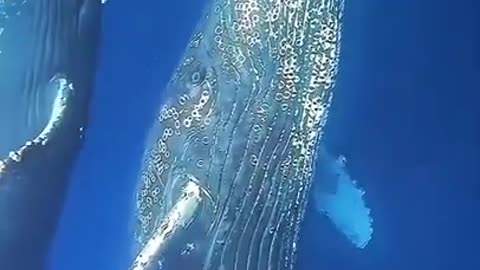 Blue whale Blue Whale shark video