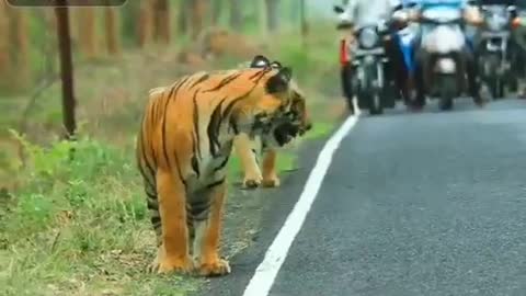 Tigers 🐅in India stopping the🚕🚖🚗 traffic.