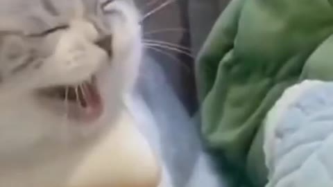 Animal cats funny video