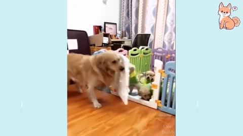 Funny dogs complication part2