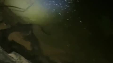 Fish at night