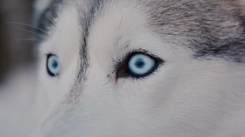 Syberian huskey with blue eye