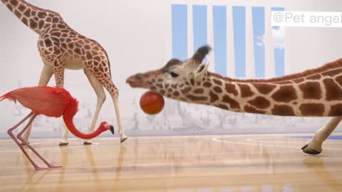 Funny Animal Games-Basketball Game