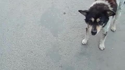 Street dog catches biscuit like a trained professional