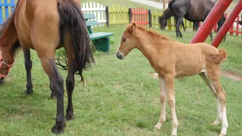 Cavalos lindos.