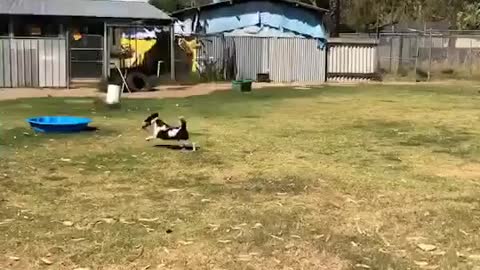 Dog Training Sample | Funny Dog