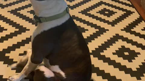 Dog Finds Strange Way to Scratch His Favorite Spot