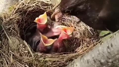 Mother is feeding her childeren🐦