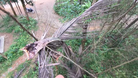 Climb down the coconut tree and pick the fruit