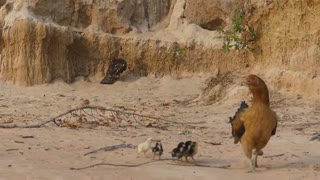 Brave Hen's Mother Protect Her Baby Chickens From Eagle