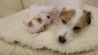 Playful Jack Russell Puppy!