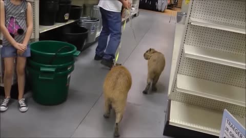 CAPYBARAS CUTE COMPILATION