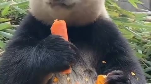Funny panda eats a butcher