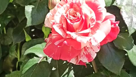 White Red rose