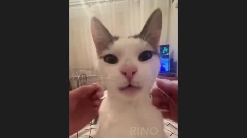 2024 funny cats video that it will make you laugh🤣🤣