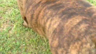 Brown dog with black collar walks on grass while music plays