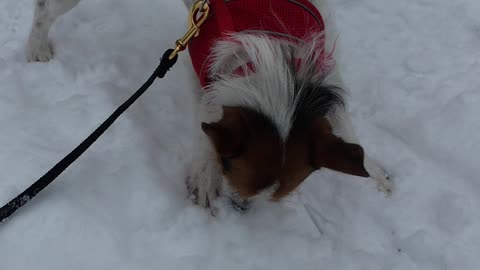 Odie’s first snow day!