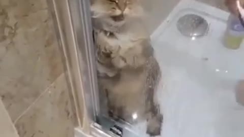 I hate shower😡 funny cat video😂😂