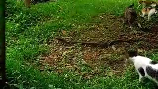 The Snake Escape