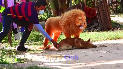 Best Prank Collection Top 15 - Fake Lion Prank Real Dog Super Funny - Try Not To Laugh Challenge