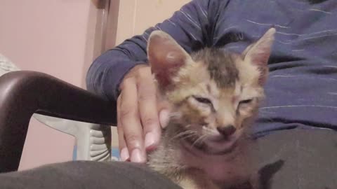 Kitten Falls Asleep During A Massage, Cat Falls Asleep During The Massage, Kitten Falls Asleep #cute
