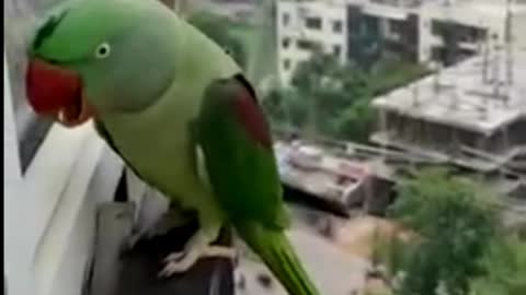 Freindly parrot talking my mummy for opening window