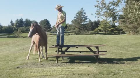 Teaching a horse to pick up rider from a raised mounting platform - progress - 31 Aug 2022
