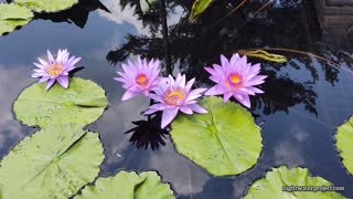 Water Lillies at Longwood Gardens