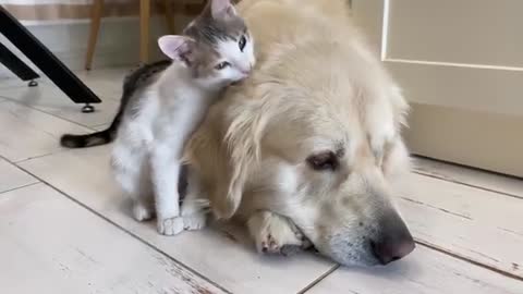 Cute Kittens Wake Up a Golden Retriever