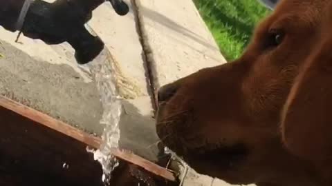 Dog goes crazy for water in slow-motion!! Must see