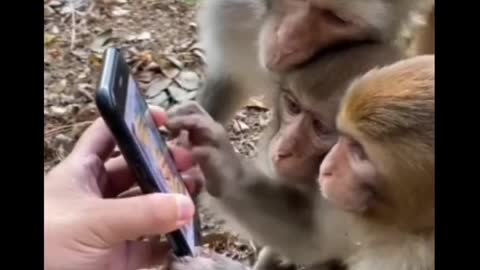 trenig funny monkey video.