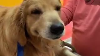 This Golden Retriever is literally smiling for his ear cleaning session