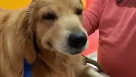 This Golden Retriever is literally smiling for his ear cleaning session