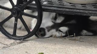 Husky found a new spot to sleep