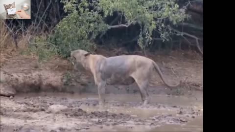 The last moments of the life of a lions