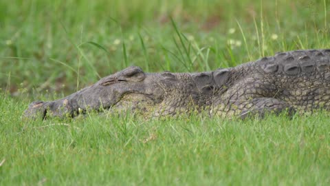 Close up from a crocodile laying in the grass at Moremi Game Reserve, Botswana