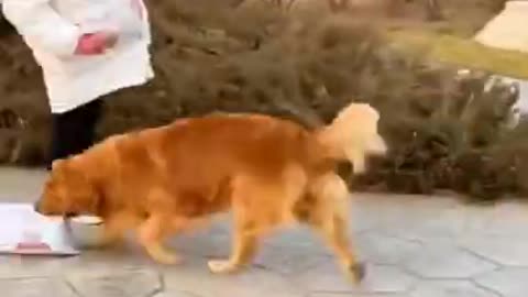 🐕baby dog2021🐶cute dogs🐕 funny dog,#cutedog1#short