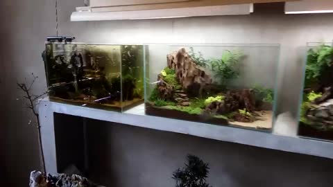 Landscape works in fish tanks（15）