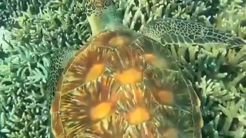 Adult turtle swimming alone in the ocean.