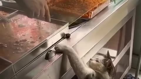 😘 Funniest cats--In The World-- Funny and Fails Pets Video 😂